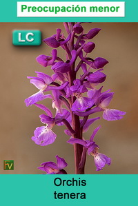 Orchis tenera