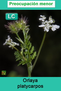 Orlaya platycarpos