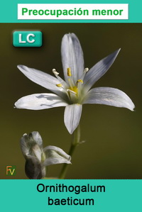 Ornithogalum baeticum