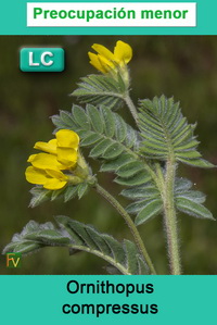 Ornithopus compressus