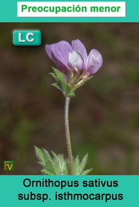 Ornithopus sativus isthmocarpus