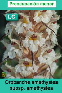 Orobanche amethystea amethystea