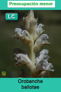 Orobanche ballotae