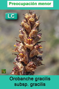 Orobanche gracilis gracilis