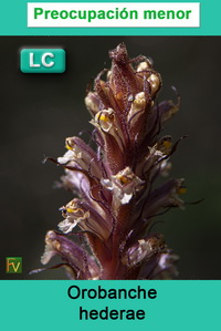Orobanche hederae
