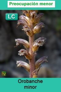 Orobanche minor