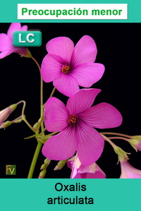 Oxalis articulata