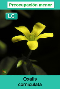 Oxalis corniculata