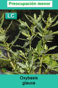 Oxybasis glauca