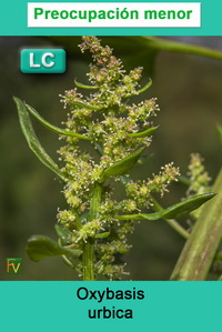 Oxybasis urbica