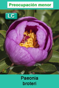 Paeonia broteri
