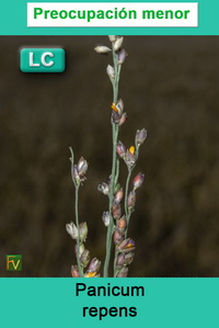Panicum repens