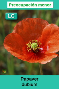 Papaver dubium