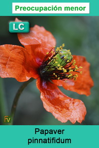 Papaver pinnatifidum