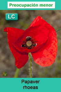 Papaver rhoeas