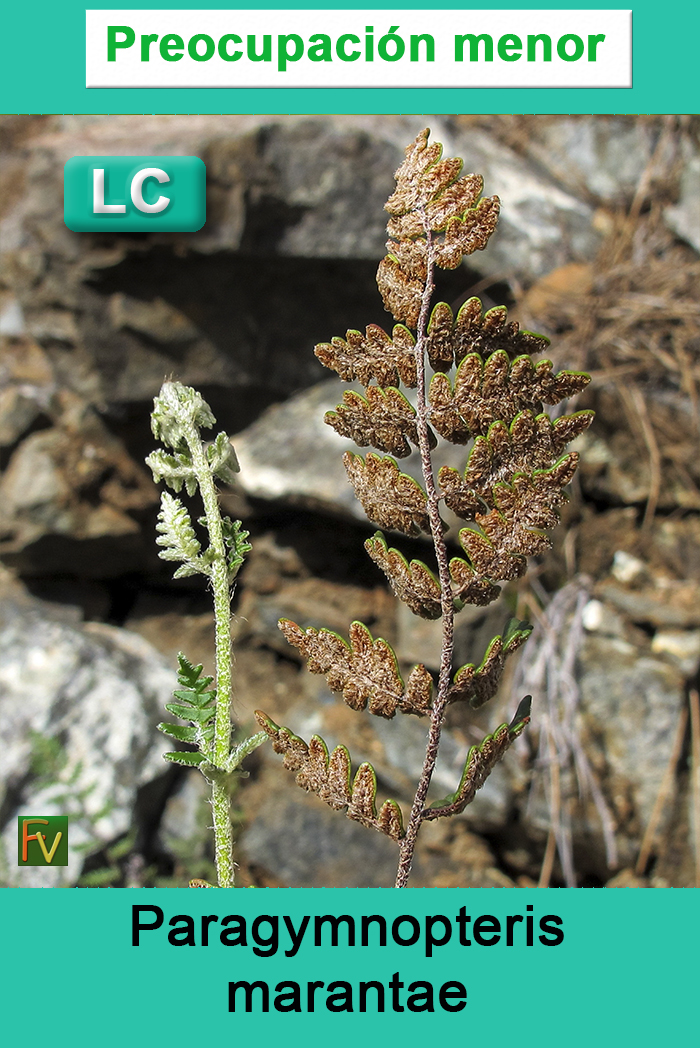 Paragymnopteris marantae