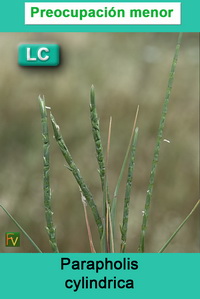 Parapholis cylindrica