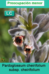 Pardoglossum cheirifolium cheirifolium