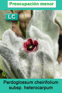 Pardoglossum cheirifolium heterocarpum
