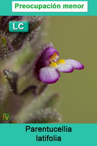 Parentucellia latifolia