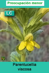 Parentucellia viscosa