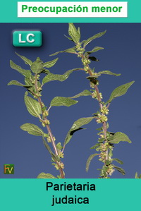 Parietaria judaica