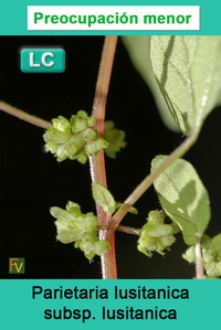 Parietaria lusitanica lusitanica