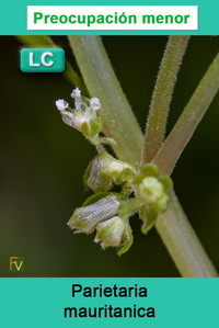 Parietaria mauritanica