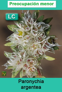 Paronychia argentea