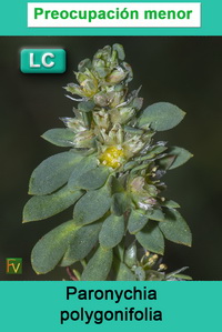 Paronychia polygonifolia velucensis