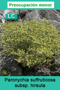 Paronychia suffruticosa hirsuta