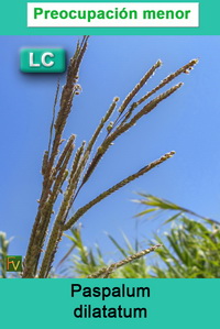 Paspalum dilatatum