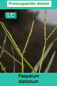 Paspalum distichum