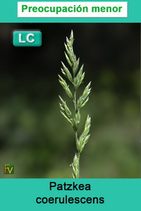 Patzkea coerulescens