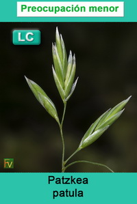 Patzkea patula