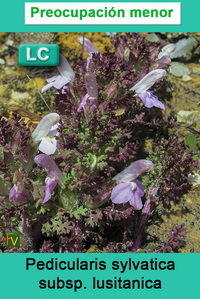 Pedicularis sylvatica lusitanica
