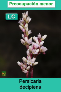 Persicaria decipiens