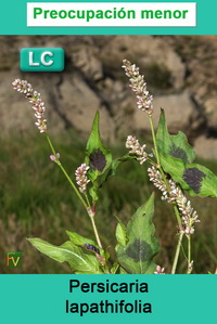 Persicaria lapathifolia