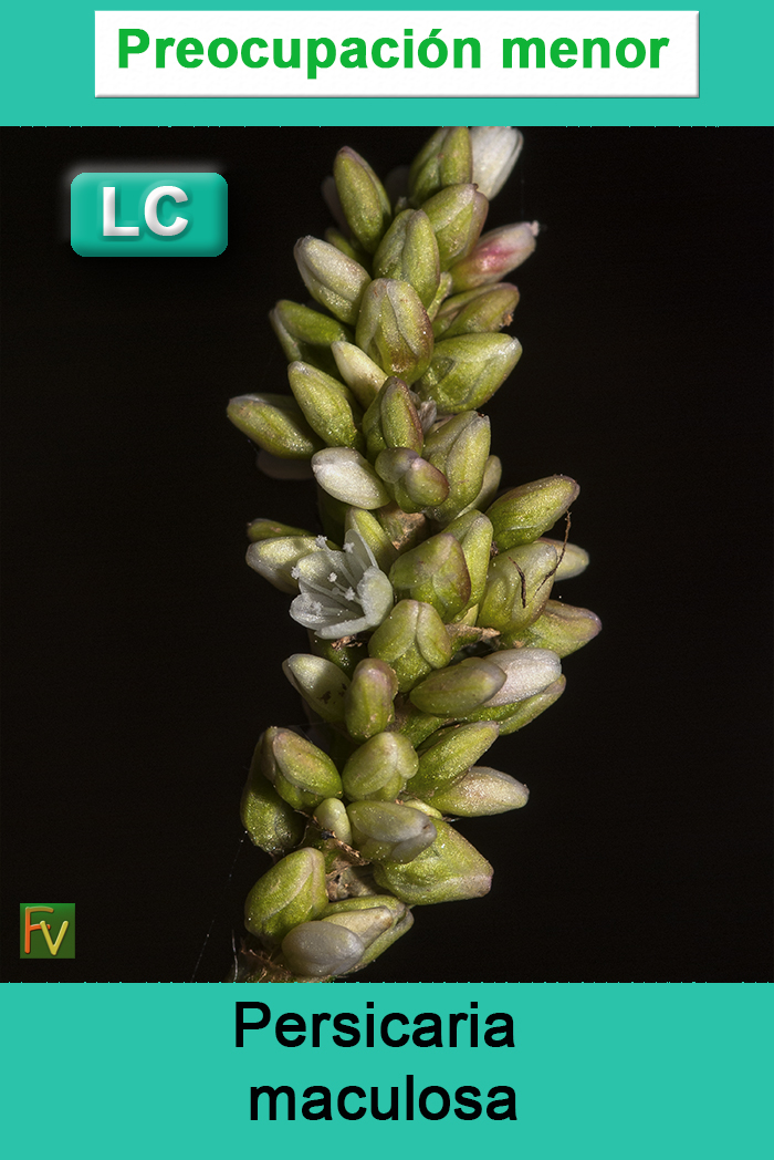 Persicaria maculosa