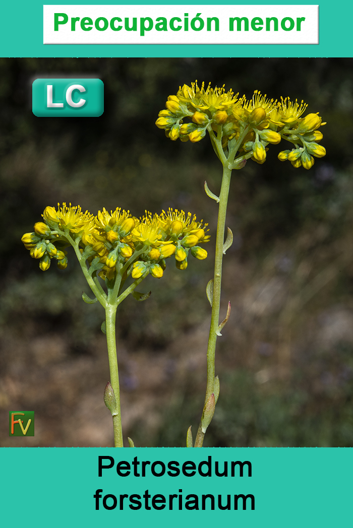 Petrosedum forsterianum