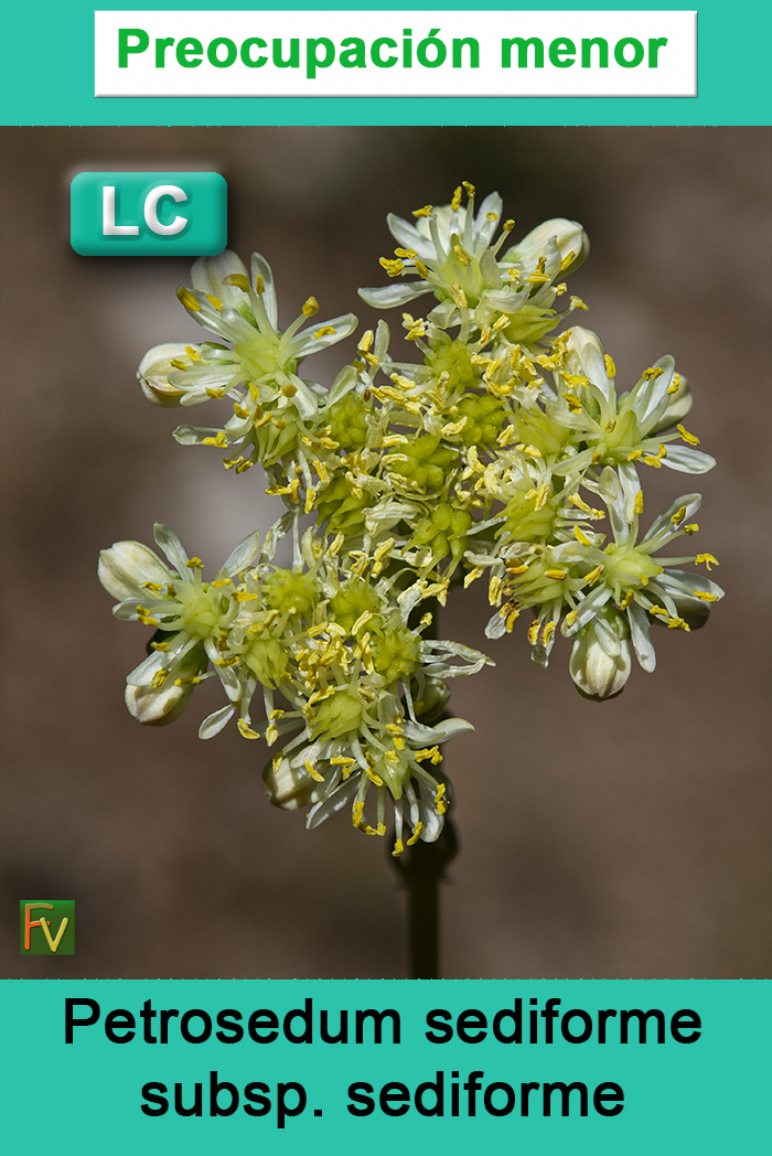 Petrosedum sediforme sediforme