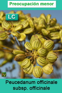 Peucedanum officinale officinale