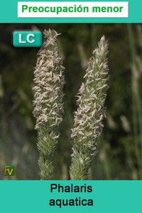 Phalaris aquatica
