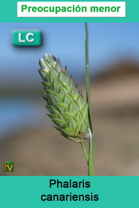Phalaris canariensis