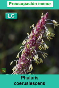 Phalaris coeruslescens