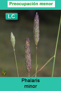 Phalaris minor