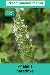 Phalaris paradoxa