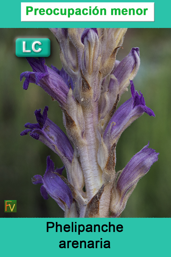 Phelipanche arenaria