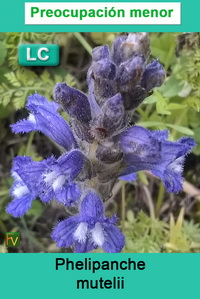 Phelipanche mutelii