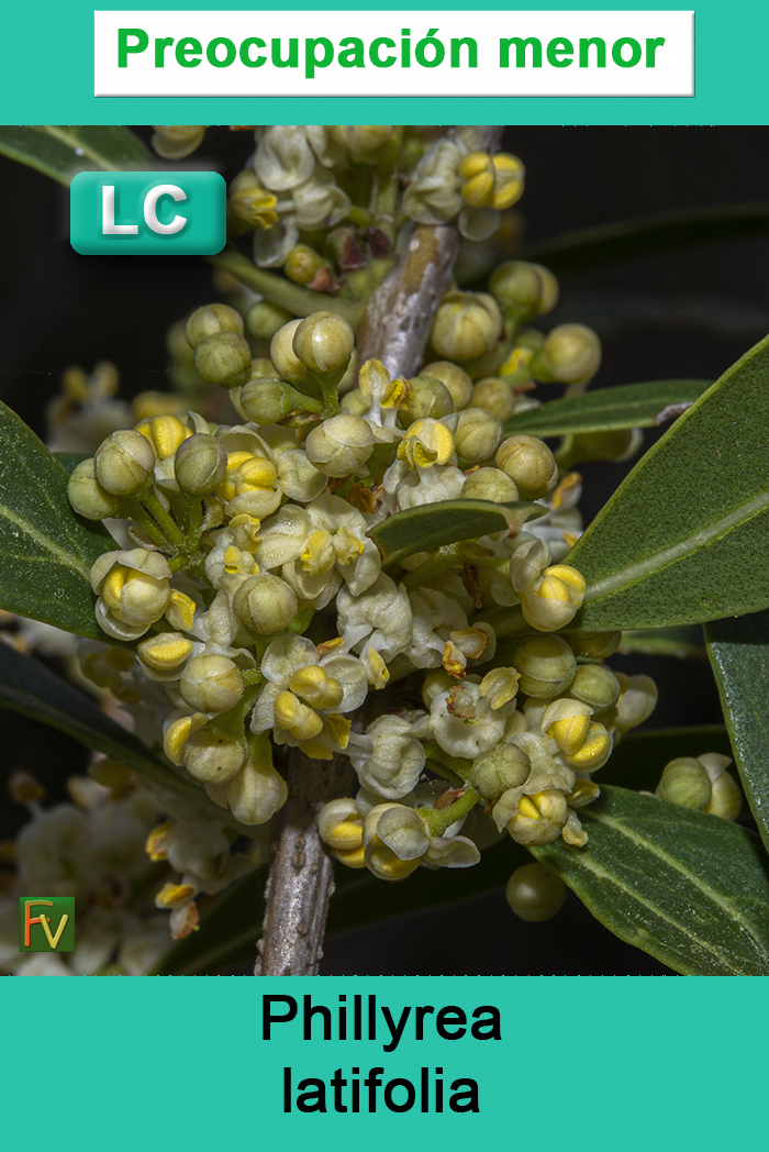 Phillyrea latifolia